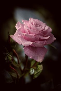 a pink rose is blooming in the dark