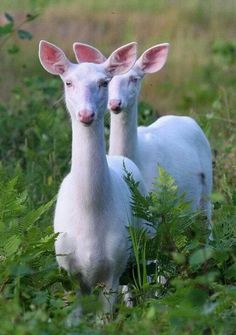 two white goats standing next to each other on a lush green field with tall grass