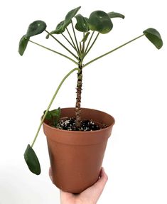 a hand holding a potted plant with green leaves