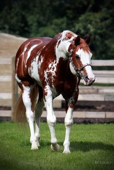 a brown and white horse standing on top of a lush green field