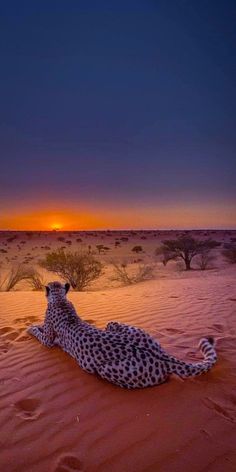 a cheetah laying in the desert at sunset