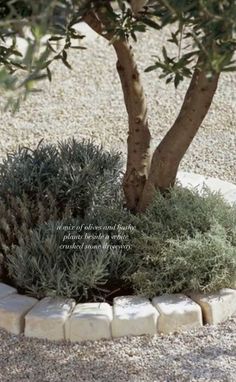 an image of a tree that is in the middle of some rocks and gravels