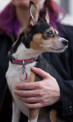 a woman holding a small dog in her lap while wearing a pink collar and leash