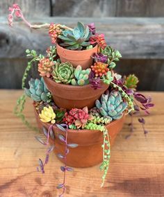 three clay pots filled with succulents on top of a wooden table