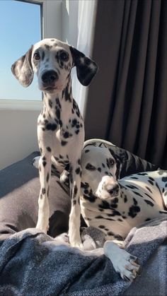 two dalmatian dogs sitting on top of a bed