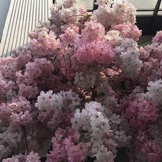 pink and white flowers in front of a building