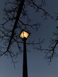 a street light sitting next to a tree with no leaves on it's branches