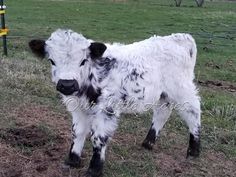 a black and white cow standing on top of a grass covered field