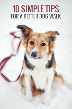 a dog is sitting in the snow on a leash