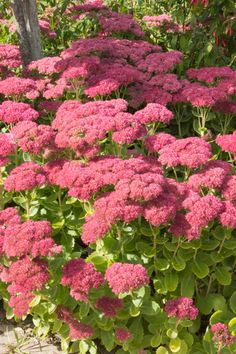 pink flowers are growing in the garden