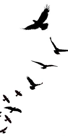 a flock of birds flying across a white sky