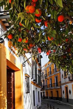 an orange tree in front of some buildings