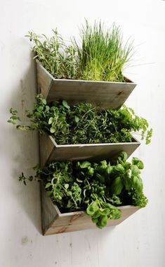 three wooden planters filled with plants on top of a white wall next to each other