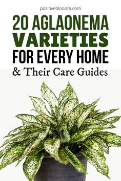 20 Aglaonema Varieties For Every Home And Their Care Guides Aglaonema Varieties, Peperomia Plant, Calathea Plant, Chinese Evergreen, Prayer Plant, Indoor Plant Care, Pothos Plant