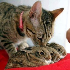 a cat is playing with two small kittens