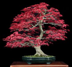 a bonsai tree with red leaves in a green pot on a wooden table against a black background