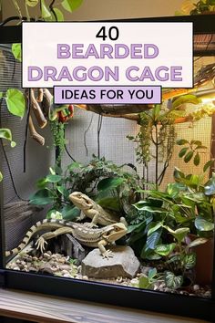 an image of a bearded dragon cage with plants and rocks in the background text reads 40 bearded dragon cage ideas for you