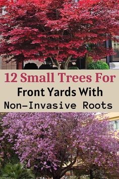 Small Trees For Front Yards With Non-Invasive Roots Front Yard Landscaping Wisconsin, Landscaping For Corner Of Yard, Landscaping For Windy Areas, Woodland Front Yard Landscaping, No Mow Front Yard Landscape Design, Trees That Dont Shed Leaves, Small Front Landscaping Ideas, Trees Close To House, Small Landscaping Trees