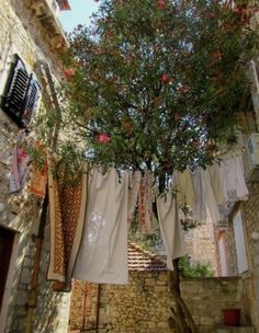 an alleyway with clothes hanging on the line and a tree growing out of it