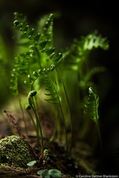 small green plants growing out of the ground