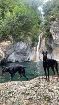 two black dogs standing next to each other in front of a waterfall