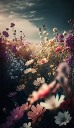 a field full of flowers under a cloudy sky