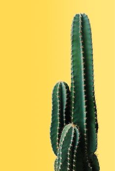 a green cactus on a yellow background with no image in the top right hand corner