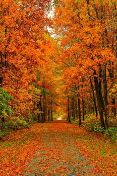 an empty road surrounded by lots of trees with orange leaves on the ground and in the middle