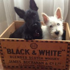 two black and white dogs sitting in a wooden box with labels on the sides, looking at the camera