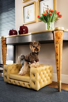 a small dog sitting on top of a couch in front of a table with tulips