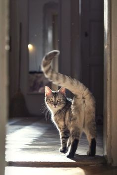 a cat is walking on the floor in front of a door with its tail up