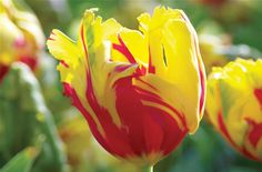 yellow and red tulips with green leaves in the background