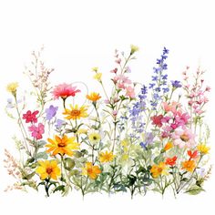 watercolor painting of colorful wildflowers and daisies on white background by artist susan grisby