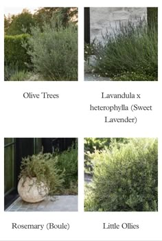 four different types of plants are shown in the same image, each with their own name