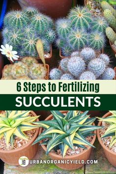 several potted plants with the title 6 steps to fertiting succulents