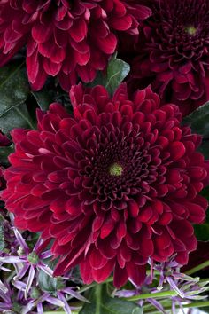 red flowers are in a vase with green leaves and purple flowers on the bottom half