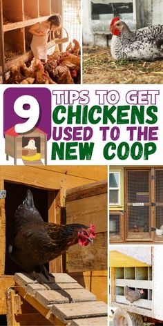 chicken coops with chickens in them and the words 9 tips to get chickens used to the new coop