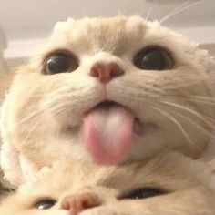 a cat sticking its tongue out while laying on top of another cat's head