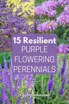 purple flowers with the words 15 resilint purple flowering perennials