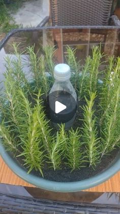 a glass container filled with plants on top of a wooden table