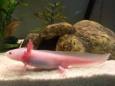 a pink and white fish sitting on top of a rock in an aquarium filled with plants