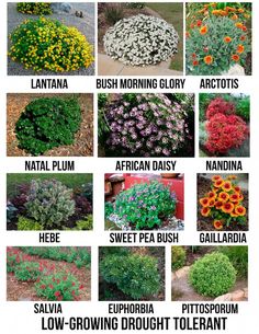 different types of flowers and plants that are in the same garden area, with names on them