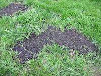 a patch of grass with dirt in the middle