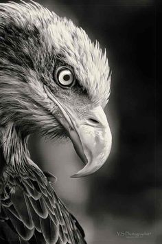 a black and white photo of an eagle's head with its beak open looking at the camera