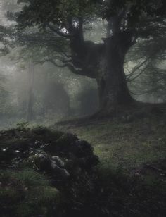 a path in the middle of a forest on a foggy day