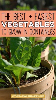 the best and fastest vegetables to grow in containers