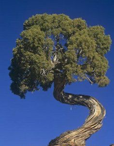 a tree with curved branches on top of a rock formation in the desert against a blue sky