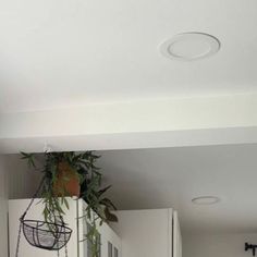 a plant hanging from the ceiling in a kitchen