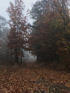 a foggy forest with trees and leaves on the ground