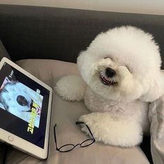 a white dog laying on top of a couch next to a tablet